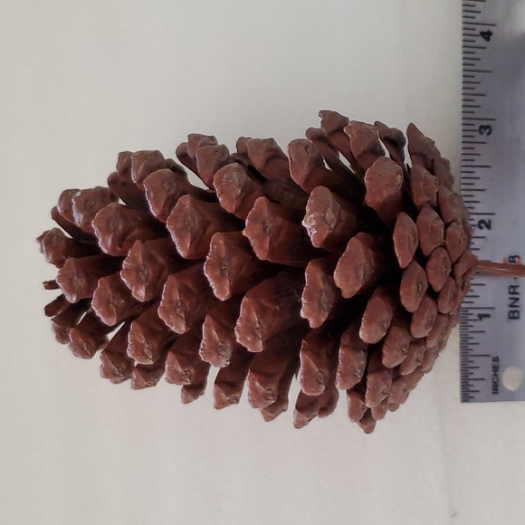 8 Extra Large Natural Pinecones - Picture 3 of 5
